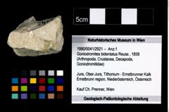 Foto (Objekt + Etikett) von Goniodromites bidentatus (Reuss, 1858)  (NHMW-GEO-1990-0041-2921)